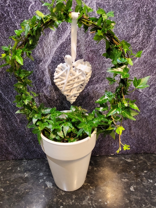 GORGEOUS SWINGING HEART IVY PLANT IN WHITE GLOSS POT