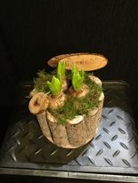 Wooden Display with Hyacinths
