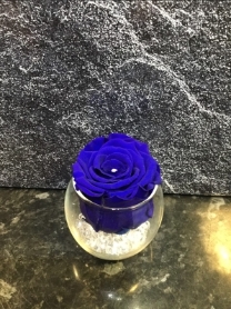 AMAZING EVERLASTING ROSE WHICH LASTS FOR OVER A YEAR! BLUE