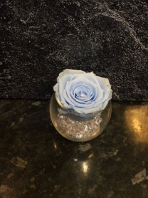 AMAZING EVERLASTING ROSE WHICH LASTS FOR OVER A YEAR! PALE BLUE
