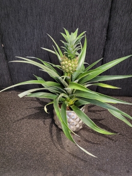 LUCKY PINEAPPLE PLANT IN LUXURY GOLD POT